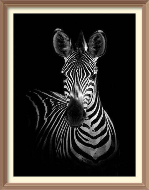 Black And White African Zebra - Diamond Paintings - Diamond Art - Paint With Diamonds - Legendary DIY  | Free shipping | 50% Off