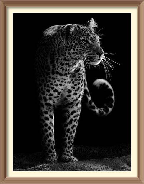 Black And White Jaguar - Diamond Paintings - Diamond Art - Paint With Diamonds - Legendary DIY  | Free shipping | 50% Off