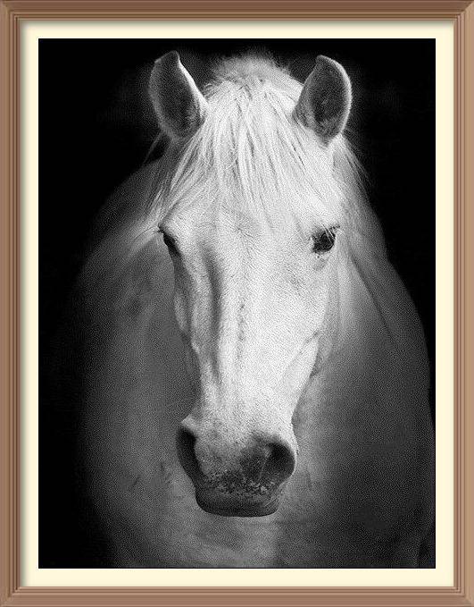 Black And White Horse - Diamond Paintings - Diamond Art - Paint With Diamonds - Legendary DIY  | Free shipping | 50% Off