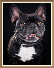 Black Bulldog - Diamond Paintings - Diamond Art - Paint With Diamonds - Legendary DIY  | Free shipping | 50% Off
