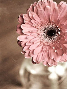 Pink Chrysanthemums 2